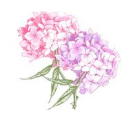 Hydrangea Vintage BotanicalIllustration N2