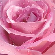 Rose Vector background for your design