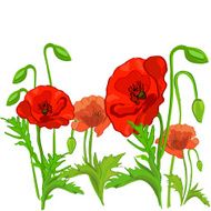 poppy flowers isolated