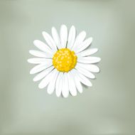 Single daisy on green background (Loves me loves me not)