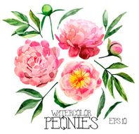 Watercolor peonies set