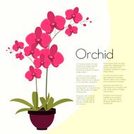 Coloful pink orchid in the pot