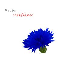 Template card with cornflower