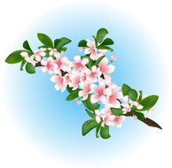 Flowering cherry branch