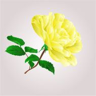 Yellow rose vector