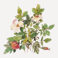 Dog rose N7