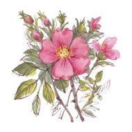 Dogrose