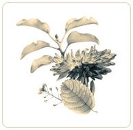 Composition of different spring flowers and plants N4