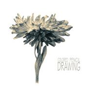 Illustration with spring flower