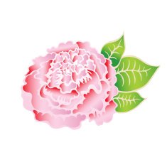 Elegant pink rose N2