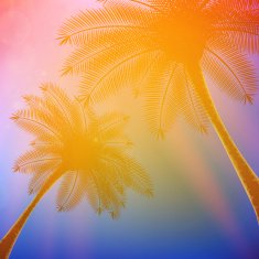 Palm trees with beautiful sunset N8