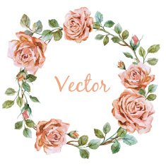 Rose wearth N2