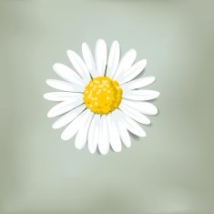 Single daisy on green background (Loves me loves me not)