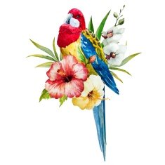 Watercolor rosella bird N2