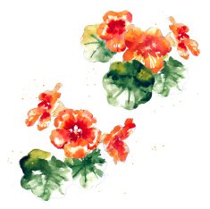 Collection of watercolor nasturtium flowers N8