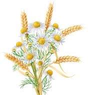 Wild Chamomile and Wheat Ears Bunch