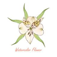 White watercolor Lily flower vector N2