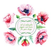 Vector set of pink red poppies buds leaves for design