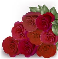 Roses N42