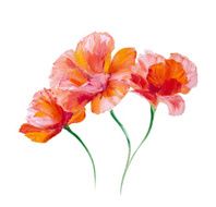 Poppy isolated on white oil painting