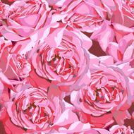 roses flowers blossom