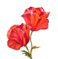 Poppy isolated on white oil painting N2