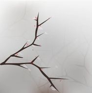 Sakura branch