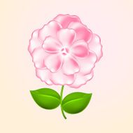 Beautiful pink flower