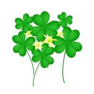 Fresh Water Clover Plant on White Background