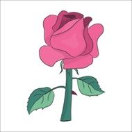 pink rose N9
