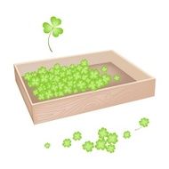 Lot of Shamrock in Wooden Box