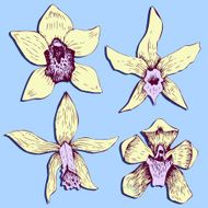 Set of line drawing orchids