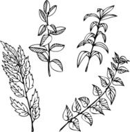 Set of line drawing branches with leaves