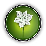 white flower N3