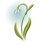 snowdrop color