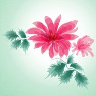 Pink chrysanthemum watercolor paintings