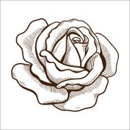 Rose flower isolated on white