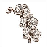 Orchid flower isolated on white