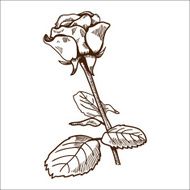 Rose flower isolated on white N2