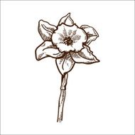Narcissus flower isolated on white