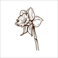 Narcissus flower isolated on white N2