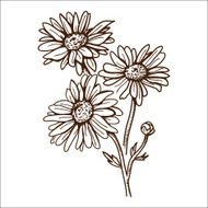 Chamomile flower isolated on white