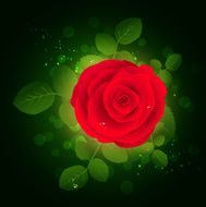Red rose N16