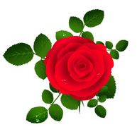Red rose N17