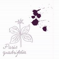 ink drawing herbs with Latin names