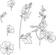 Set of line drawing mallow flowers