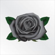 Black Rose N4