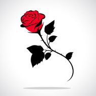 Rose N31
