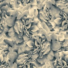 seamless pattern with beautiful roses N15