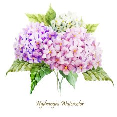 Hydrangea bouquet N2